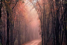 足球直播-美国网球队逆转英国网球队，德约科维奇惊艳世界